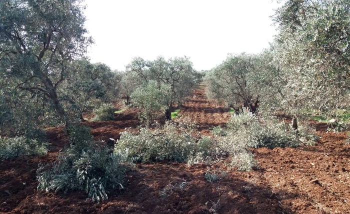 Efrîn | Çekdarên girêdayî Tirkiyê 100 darên zeytûnê birîn
