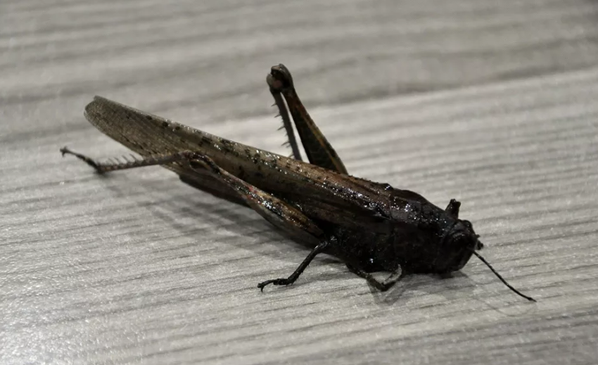 Li Geverê kuliyek ji wan kuliyên ku Îranê îstîla kirin hat xuyakirin