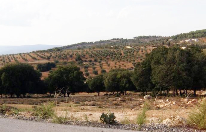 Çekdarên ereb goristaneke pîroz a Efrînê kirine axurê pez