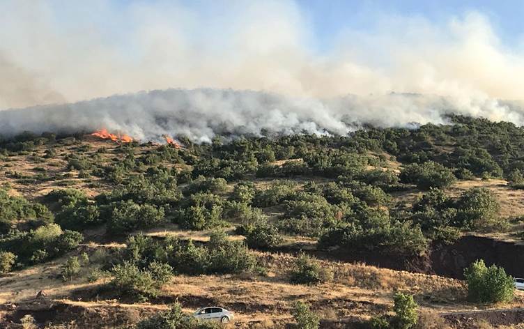 Li Paloyê 200 dekar daristan sewitî