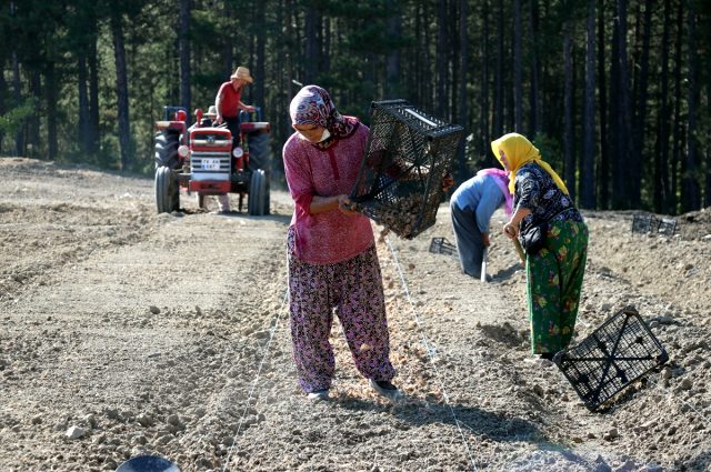 Kîloya nebata safranê bi 4 hezar dolarî difrosin
