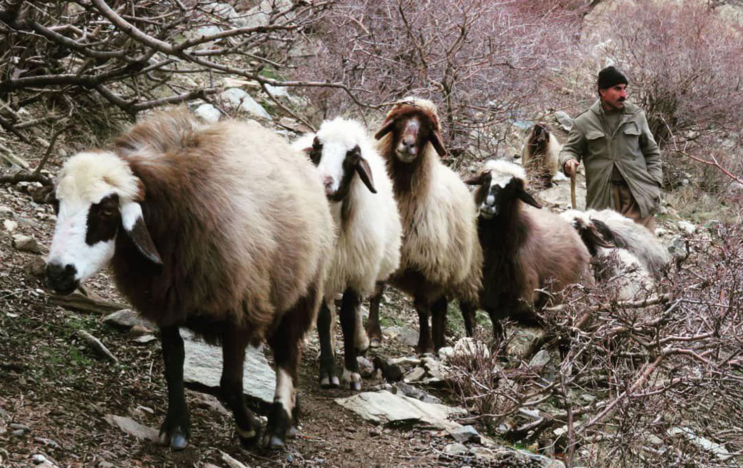 Hêzên Îranê êrîsê sivanên Kurd kirin
