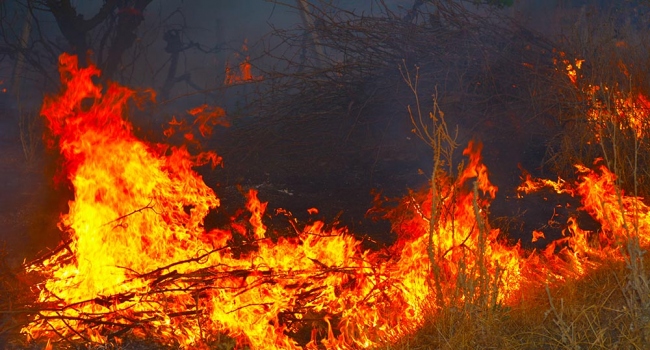 Li Rojhilat sewata daristanên bajarê Pawe berdewam dike