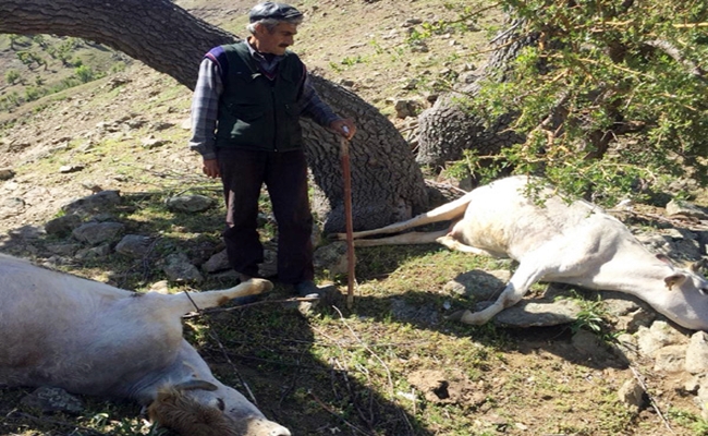 Li Pasûra Diyarbekirê 6 dewar bi lêdana brûskê mirar ketin