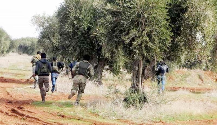 Komeke çekdar a girêdayî Tirkiyê li Efrînê dest danî ser 17 hezar darên zeytûnan