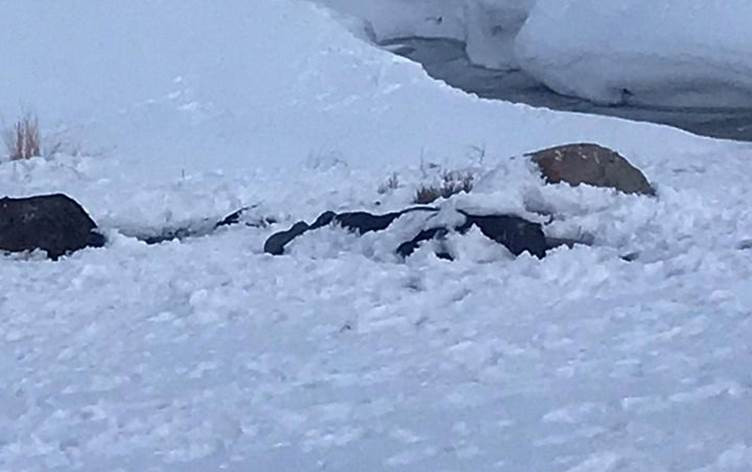 Li ser sînorê Rojhilat û Bakûr cesedekî hat dîtin