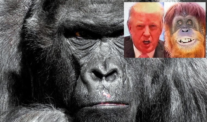 Gorîl bi dermanê ku dabûn Trump hat tedawîkirin