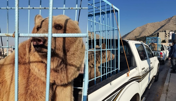 Kurdistan | Li Çiyayê Gare 6 hirç bo jîngehê têne azadkirin
