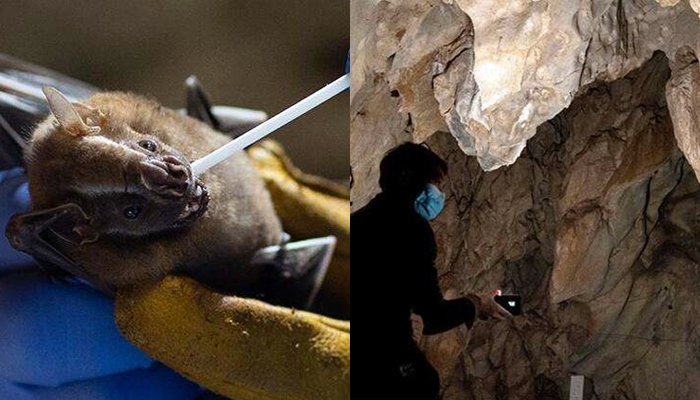 Vîruseke pir disibe coronavîrusê hat dîtin