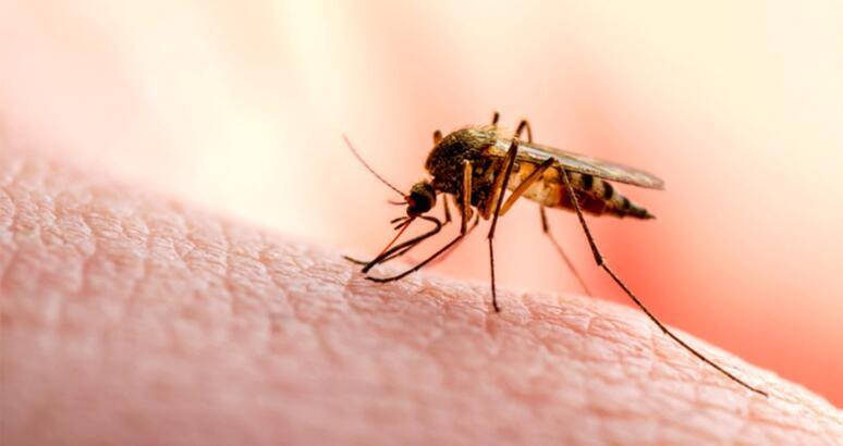 Li Hindistanê nexwesîna Tayê  ya Dangê derket: 50 mirî