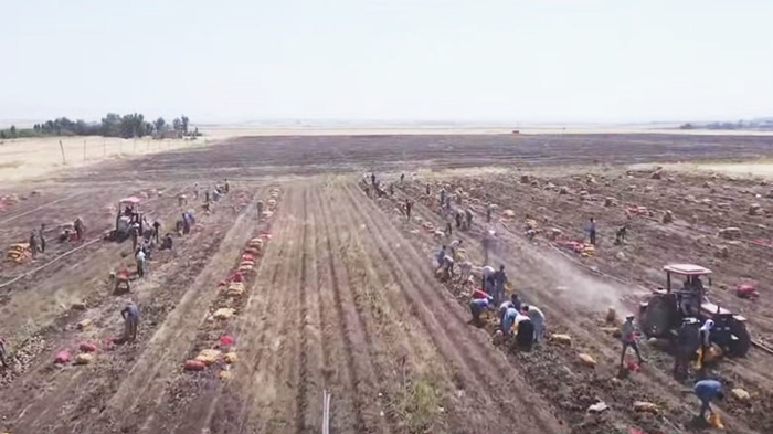 Bexdayê 5 milyar dînar pereyên cotkarên Kurdistanê sand