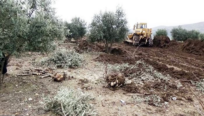 Çekdaran 2 hezar zêdetir darên zeytûnê birîn û wekî êzing sandin Tirkiyê