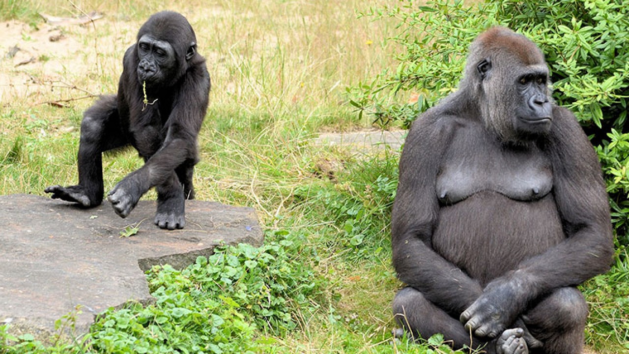 Li stargeha ajalan a li Amerîkayê 13 gorîl bi koronayê ketin