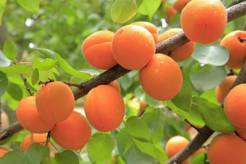 Li Meletiyê dest bi çinîna mismisan kirin