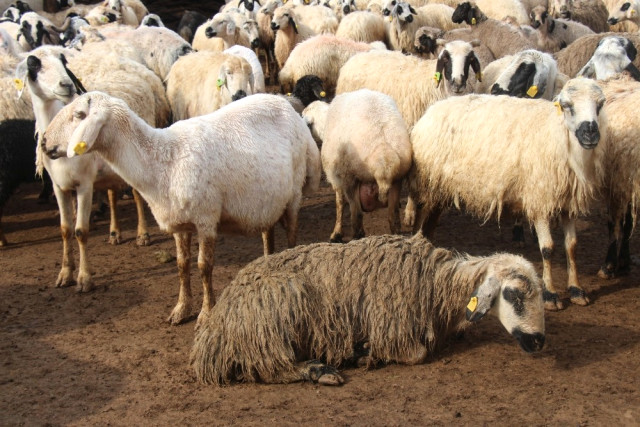 Li Wanê 50 mîh ketin ber lehiyê û mirin