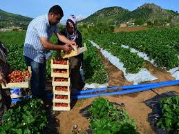 Hilberîna çîlekan ber li koça hinek xelkê Sason girt