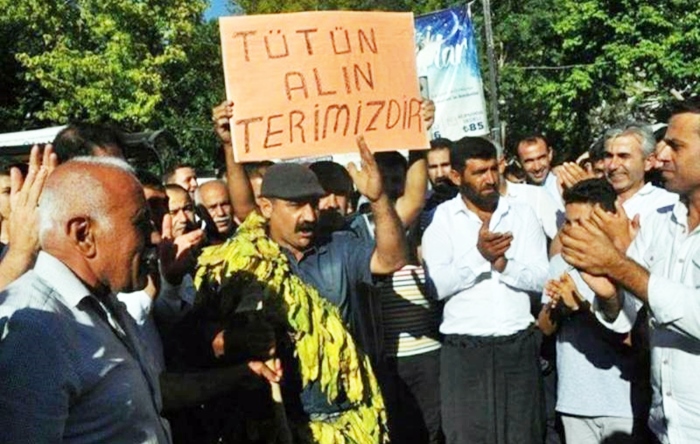 Bakur | Li Semsûrê gelek cotkarên tutinê hatin binçavkirin