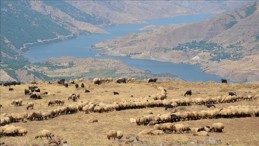 Parêzgariya Mûsê zozanên Sênê li koçerên Diyarbekirê qedexe kir