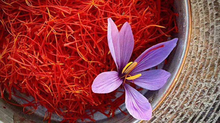 Li Mersînê dest bi çinîna safranê kirin