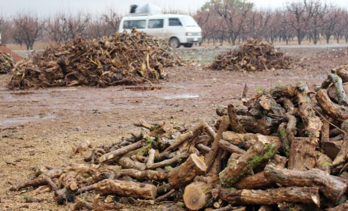 Çekdaran li Efrînê bi sedan darên zeytûnan birîn