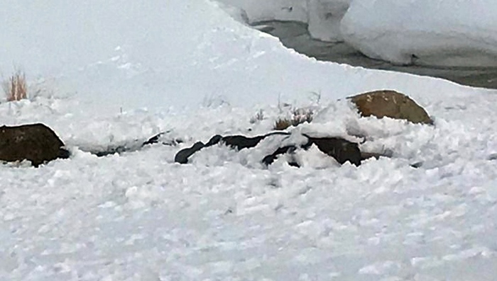 3 Kurdên ji Urmiyê li ser sînorê Rojhilat-Bakur winda bûn: Guman heye dibin asîtê de mabin
