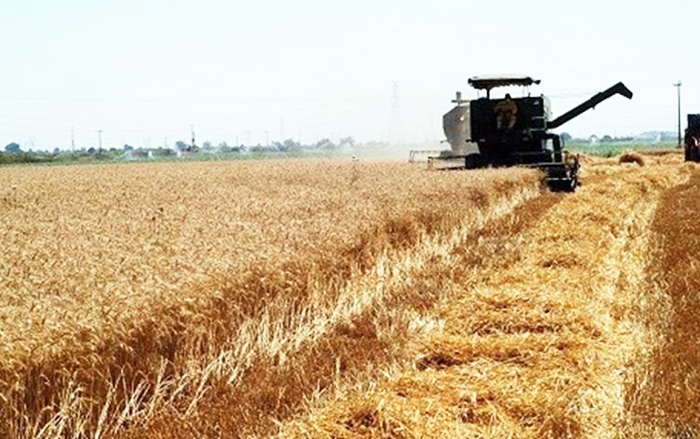 Hikûmeta Kurdistanê dem û nirxê kirîna genimê cotkarên Kurdistanê eskere kir