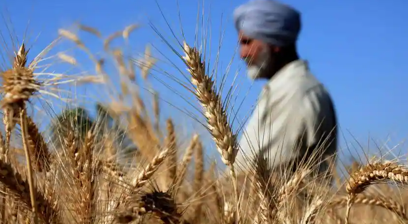 Hindistanê ji ber bandora serê Rûsyayê, hinardekirina genimî qedexe kir