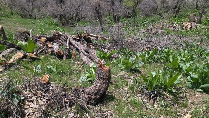 Jîngeha Rojhilatê Kurdistanê ji aliyê kesên girêdayî rejîmê ve tê talankirin