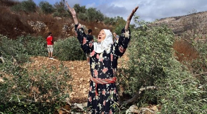 Efrîn | Çekdarên koma Ehrar el Serqiye 400 darên zeytûnan birîn