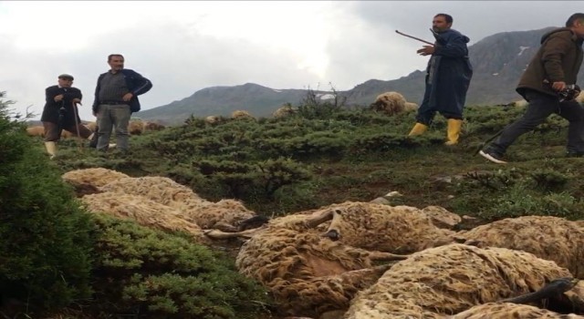 Brûskê li keriyê miya xist û 40 mîh mirin