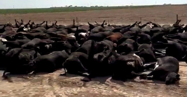 Ji ber germa zêde zêdetirî 2 hezar dewar telef bûn