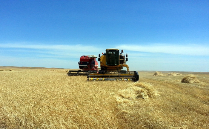 17 milyar Dînar heqê genimê cotkarên Duhokê gihîst bankeyên Herêma Kurdistanê