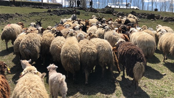 Guran êrîsê keriya miyan kir: 35 mîh telef bûn û 50 mîh wenda ne