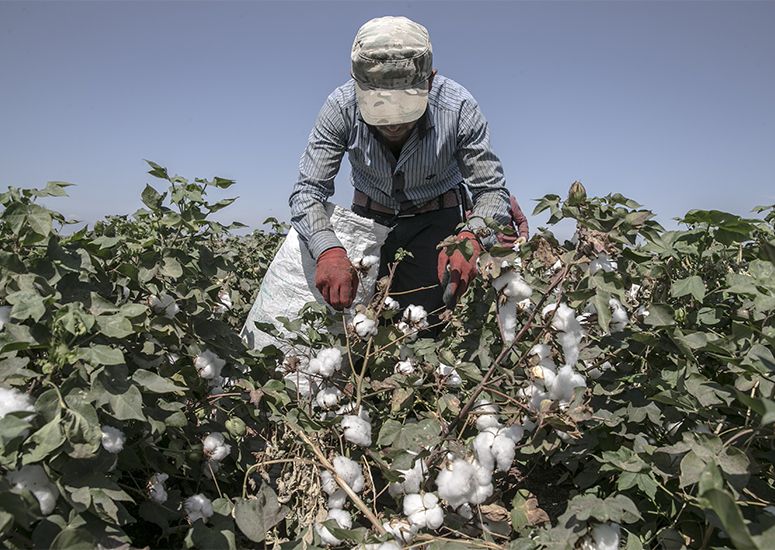 Rêveberiya Xweser: Ji 5ê meha borî ve proseya wergirtina pembo ji cotkaran destpê kir