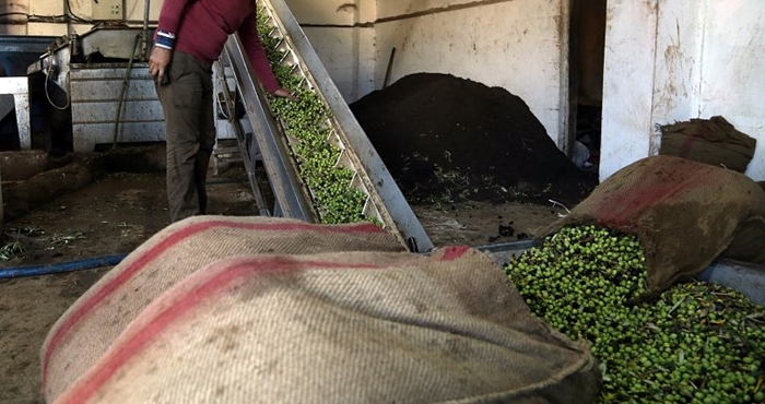 Efrîn | Çekdaran serê her malbatê tenekeyek zeyt bac danîn
