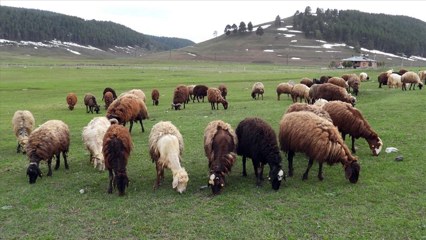 Zozan û çêrgehên Sirnexê ji bo 15 rojan hatin qedexekirin