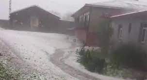 Di meha Hezîranê de red ji teyrokê sipî bû