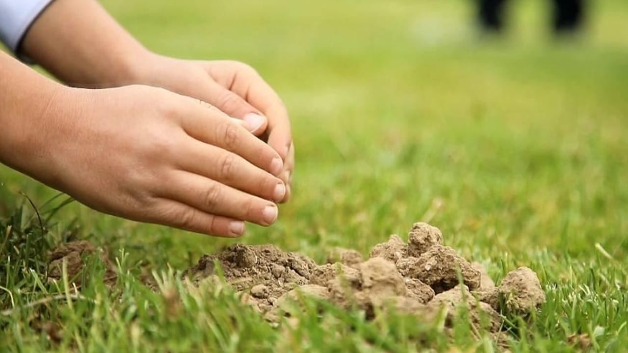 Li Hewlêrê 47 hezar sitil tên çandin