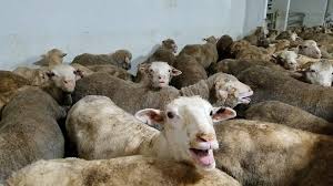 Cotkarên li Awisturalyayî ji ber gost erzan e naxwazin mêsinan xwedî bikin