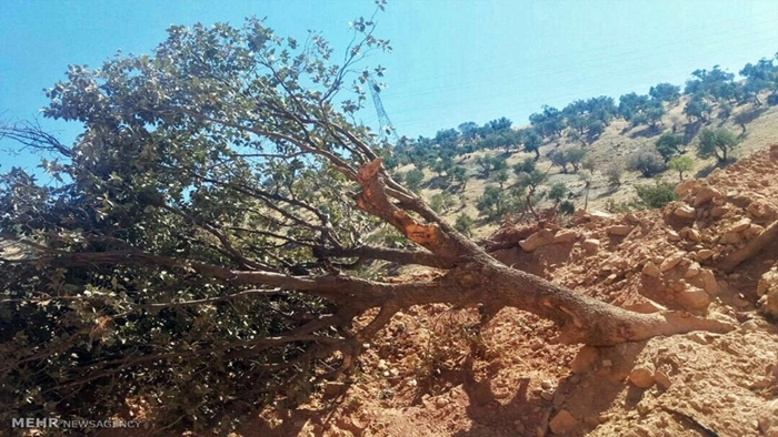 Rojhilat | 90 hezar darên Çiyayê Zagrosê ji bo projeya bendavê têne birîn