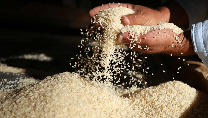 Wê îsal tenê li Duhokê 23 hezar ton birincê Kurdî bê hilberandin