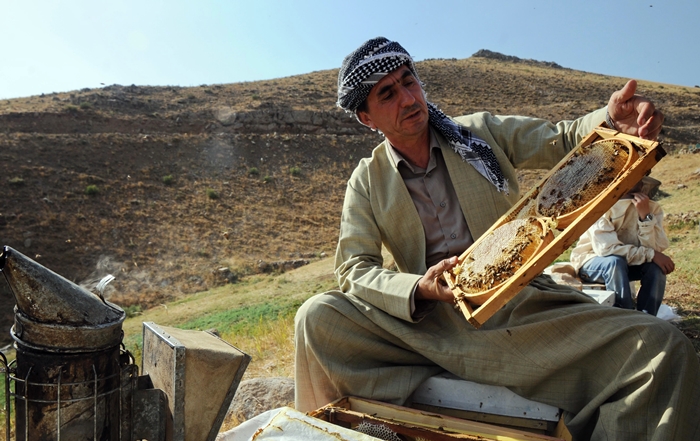 Du ton hingivê Kurdistanê bo Qeterê hate sandin