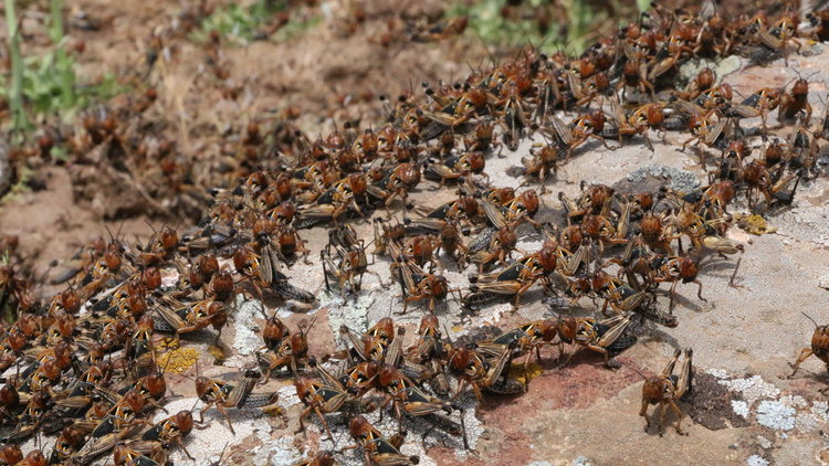 Kuliyan êrîsî 6 bajaran kir, bi sedan donim erd talan kirin