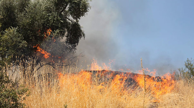 Li Rojhilatê Kurdistanê 200 hektar zevî û daristan sewitîn