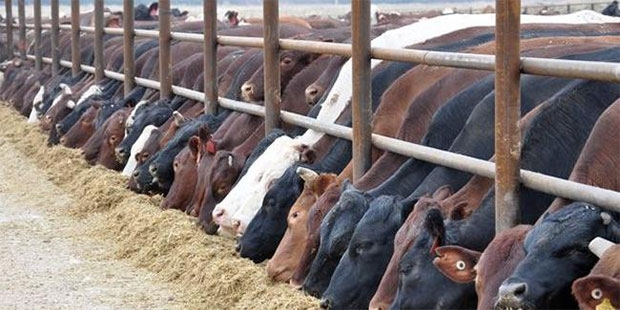 Di sala 2022 an de îtxalata heywanan tê qedexekirin