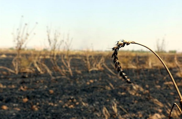 Li Xaneqînê baxên kurdan disewitînin