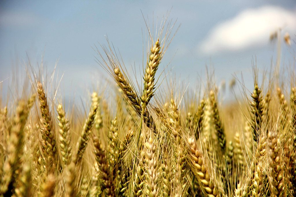 Efrîn | Zadên cotkarên Kurd bi erzanî ji wan distînin û difirosin bazirganan