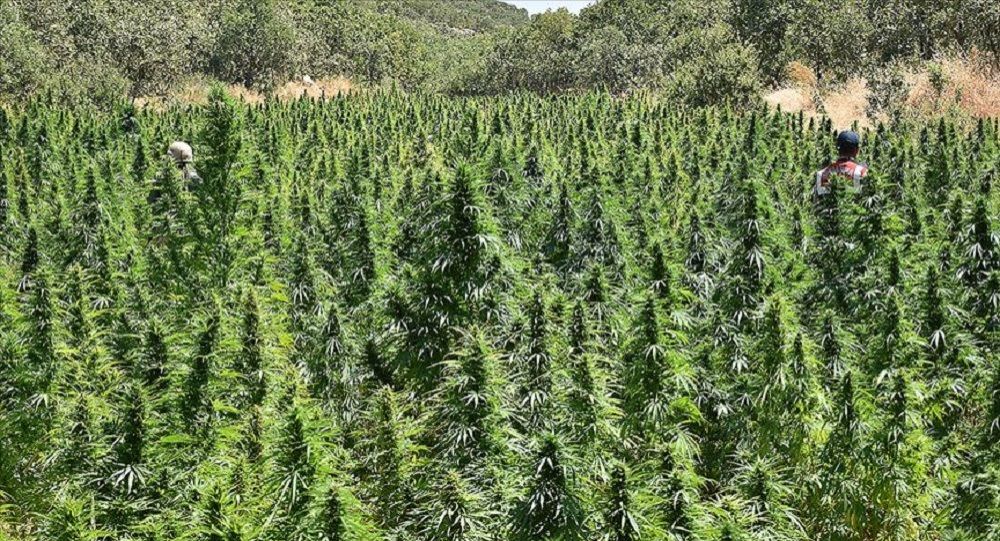 Li Amedê 6 milyon tayê kinifê hatin bidestxistin