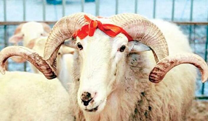 Bîlançoya Cejnê: Di rojekê de 7 hezar û 364 kes birîndar bûn