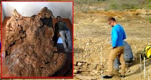 7 milyon yillik kaplumbaga fosili gün yüzüne çikarildi